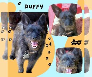 Mutt Dogs for adoption in Lindsay, CA, USA