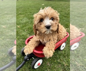 Cavapoo Puppy for sale in MIDDLEBURY, IN, USA