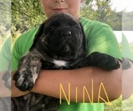 Small Photo #3 Mastiff Puppy For Sale in APOLLO, PA, USA