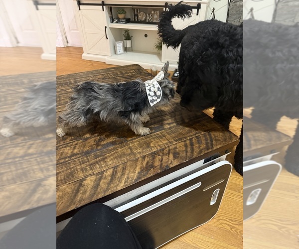 Medium Photo #6 Schnoodle (Miniature) Puppy For Sale in DINWIDDIE, VA, USA
