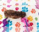 Small #12 Cockapoo (Toy)-Poodle (Toy) Mix
