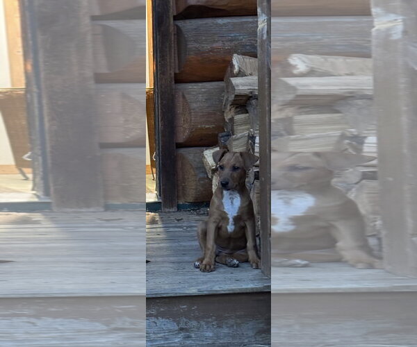 Medium Photo #3 Doberman Pinscher-Unknown Mix Puppy For Sale in Minneaoplis, MN, USA