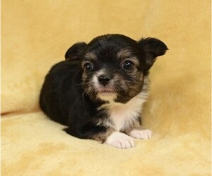 Chihuahua Puppy for sale in MUSKOGEE, OK, USA