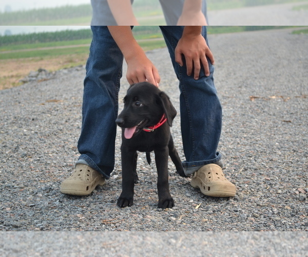 Medium Photo #4 Labrador Retriever Puppy For Sale in GREENWOOD, WI, USA