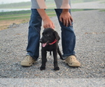 Small #3 Labrador Retriever