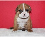 Small Photo #6 Bulldog Puppy For Sale in HIALEAH, FL, USA