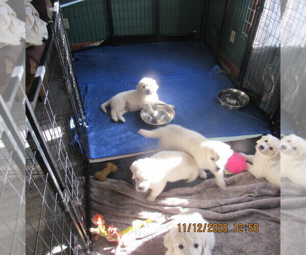 Medium Photo #1 English Cream Golden Retriever Puppy For Sale in NORTHWOOD, OH, USA