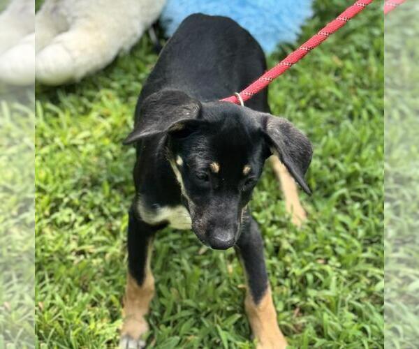 Medium Photo #4 Labrador Retriever-Unknown Mix Puppy For Sale in Yardley, PA, USA