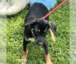 Small #3 Labrador Retriever Mix