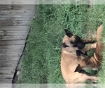 Small Photo #15 Belgian Malinois Puppy For Sale in HARKER HEIGHTS, TX, USA