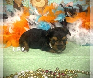 Yorkshire Terrier Puppy for sale in WINNSBORO, LA, USA