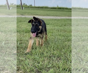 German Shepherd Dog Puppy for Sale in WOLFE CITY, Texas USA