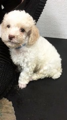 Poodle (Toy) Puppy for sale in FALLS CHURCH, VA, USA
