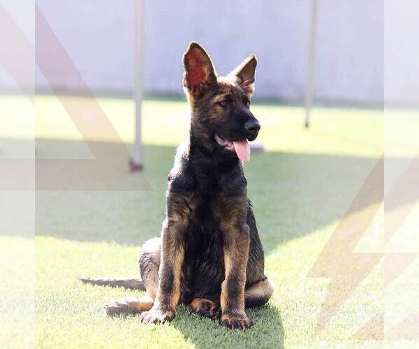 Medium Photo #2 German Shepherd Dog Puppy For Sale in NORTH HOLLYWOOD, CA, USA
