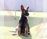 Small Photo #2 German Shepherd Dog Puppy For Sale in NORTH HOLLYWOOD, CA, USA