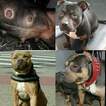 Small Photo #4 American Bully Puppy For Sale in BOULEVARD, NY, USA