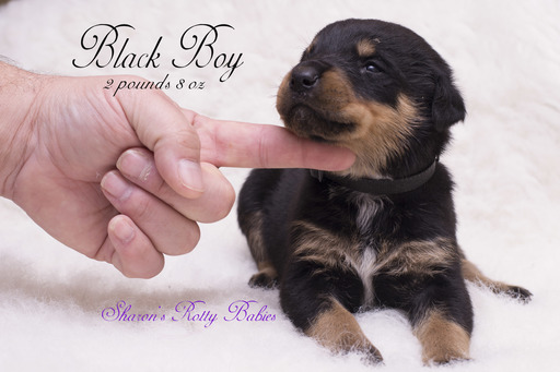 Medium Photo #1 Rottweiler Puppy For Sale in OWINGSVILLE, KY, USA