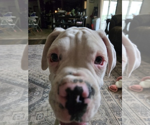 Medium Photo #16 Boxer Puppy For Sale in LAUREL, DE, USA