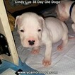 Small Photo #27 Dogo Argentino Puppy For Sale in PINEVILLE, MO, USA