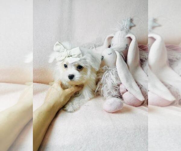 Medium Photo #11 Maltese Puppy For Sale in PEMBROKE PINES, FL, USA