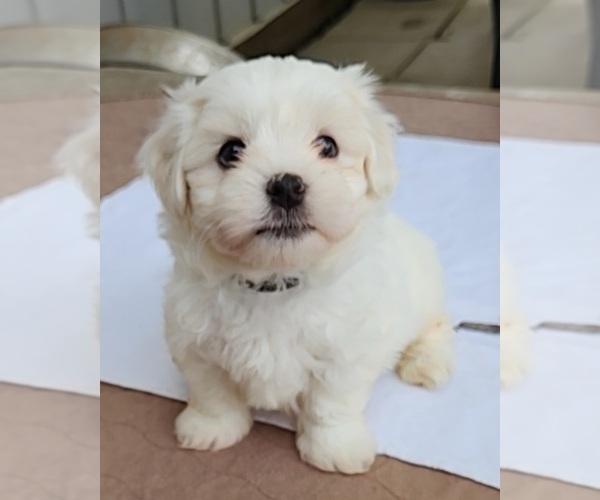 Medium Photo #2 Mal-Shi Puppy For Sale in RICHMOND, MO, USA