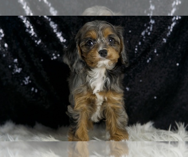 Medium Photo #6 Cavapoo Puppy For Sale in WARSAW, IN, USA