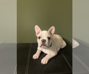 French Bulldog Puppy for sale in WATERTOWN, TN, USA