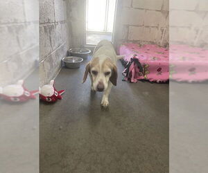 Beagle Dogs for adoption in Easton, MD, USA