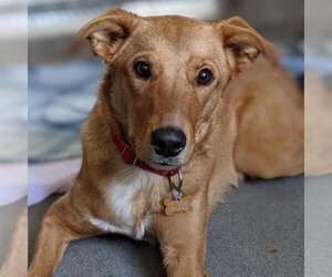 Red Heeler-Unknown Mix Dogs for adoption in Kanab, UT, USA