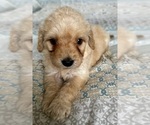 Small Photo #8 Goldendoodle (Miniature) Puppy For Sale in PENSACOLA, FL, USA