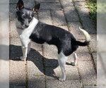 Small Chihuahua Mix