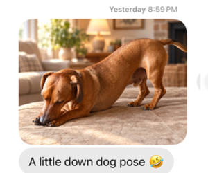 Dachshund Dogs for adoption in Los Angeles, CA, USA