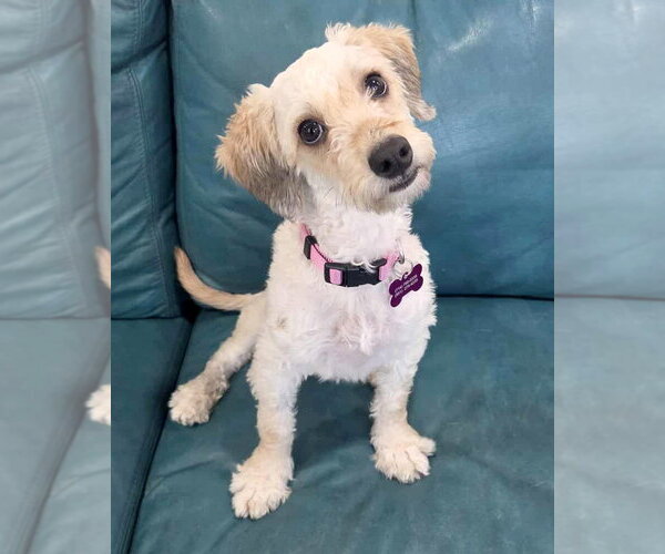 Medium Photo #5 Maltese Puppy For Sale in Corona, CA, USA