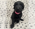 Puppy Stormfly Goldendoodle