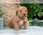 Small Photo #19 Golden Retriever Puppy For Sale in WOLCOTTVILLE, IN, USA