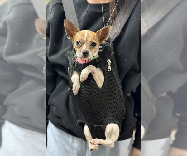 Medium Photo #2 Chihuahua Puppy For Sale in Mundelein, IL, USA