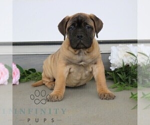 Bullmastiff Puppy for sale in NEW HOLLAND, PA, USA
