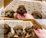 Small Photo #4 Goldendoodle (Miniature) Puppy For Sale in NIOTA, TN, USA
