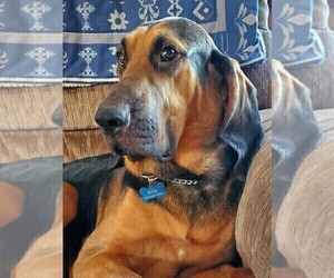 Father of the Bloodhound puppies born on 04/01/2023