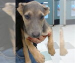 Small German Shepherd Dog Mix