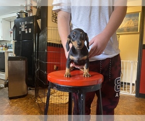 Dachshund Puppy for sale in LORAIN, OH, USA