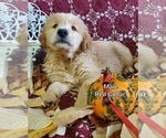 Small Photo #8 Golden Retriever Puppy For Sale in MERCED, CA, USA