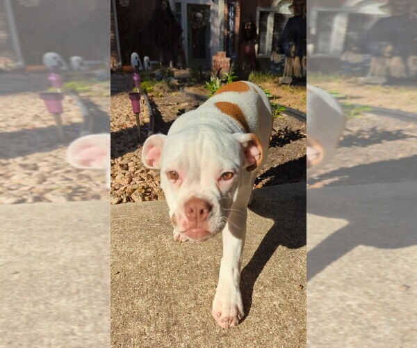 Medium Photo #2 Olde English Bulldogge Puppy For Sale in AUSTIN, TX, USA