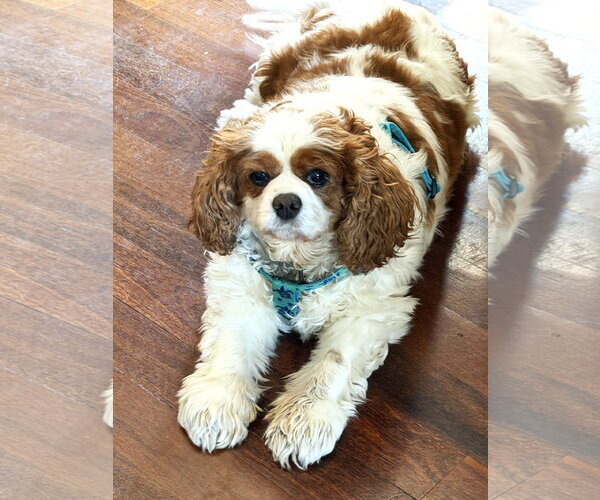 Medium Photo #2 Cavalier King Charles Spaniel Puppy For Sale in St. Louis Park, MN, USA