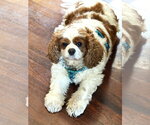 Small #1 Cavalier King Charles Spaniel