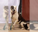 Small Australian Cattle Dog Mix