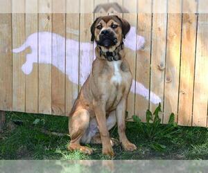 Mastiff-Unknown Mix Dogs for adoption in West Valley, UT, USA