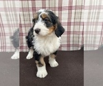 Small Photo #3 Bernedoodle Puppy For Sale in DUNDEE, OH, USA