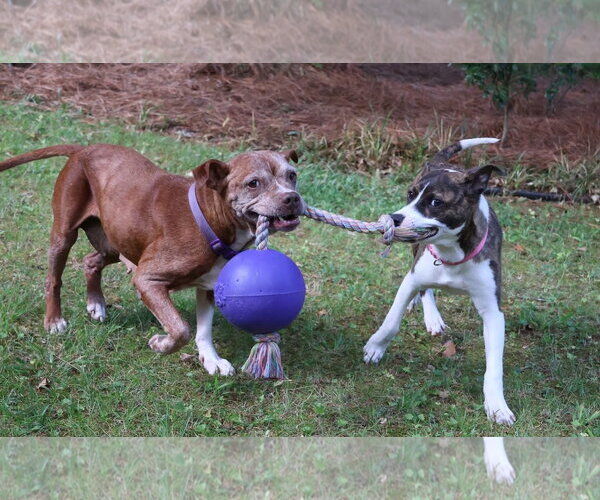 Medium Photo #3 Mutt Puppy For Sale in Rockaway, NJ, USA