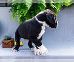 Small Photo #3 Great Dane Puppy For Sale in WAKARUSA, IN, USA